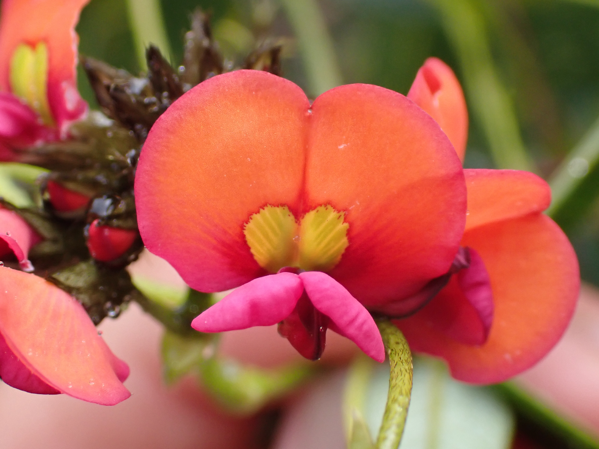 Imagem de Kennedia coccinea