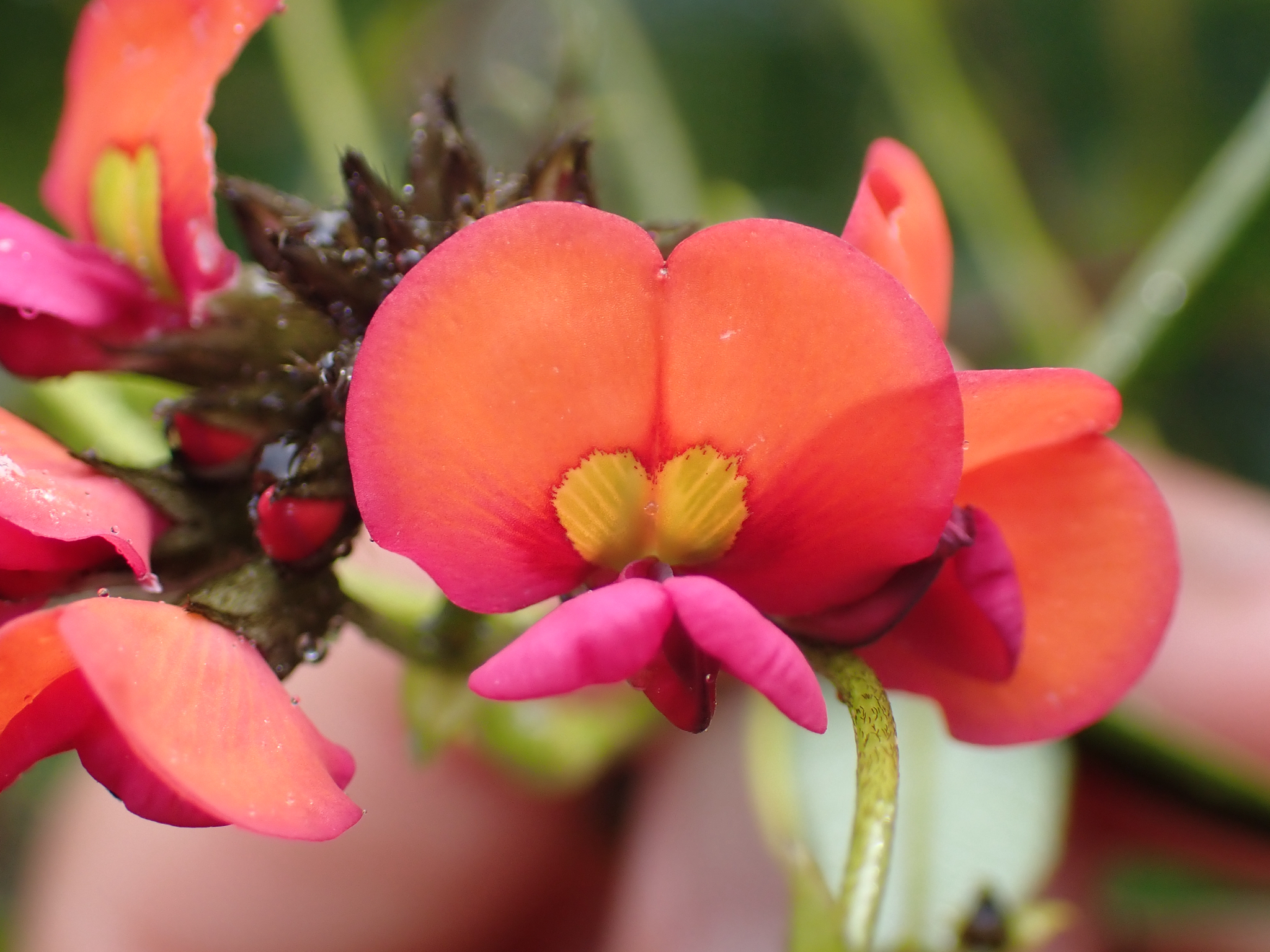 Imagem de Kennedia coccinea
