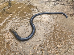 Caecilia tentaculata
