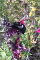 Xylocopa tabaniformis androleuca