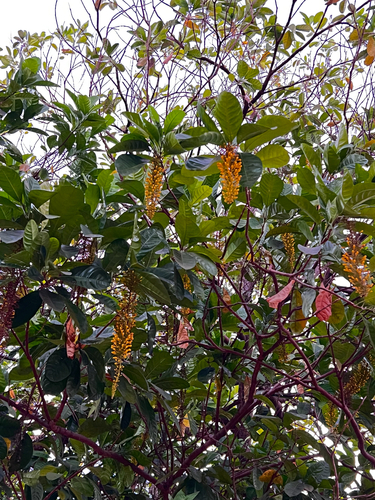 Golden chaintree (Lophanthera lactescens)