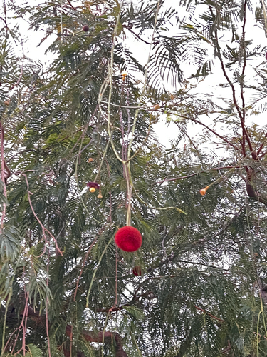 Parkia pendula