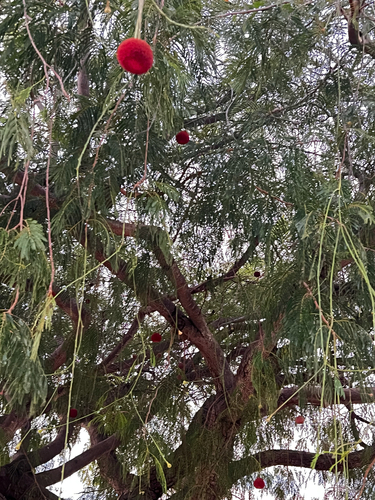 Parkia pendula, photograph 4