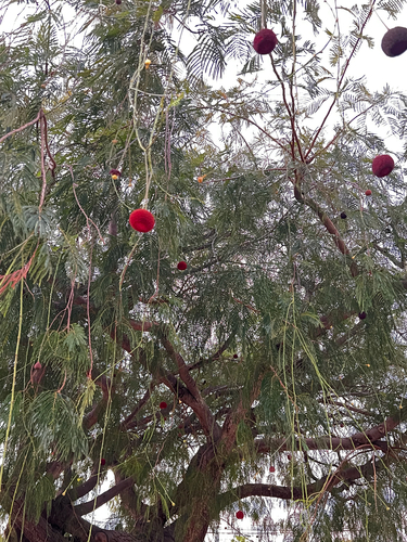 Parkia pendula, photograph 2