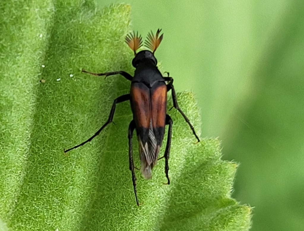 Macrosiagon gabonica