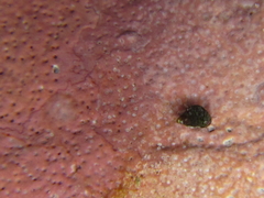Eatoniella