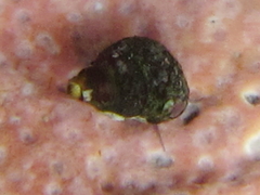 Eatoniella