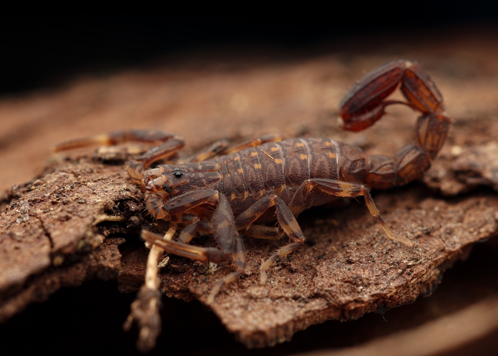 Ananteris mauryi