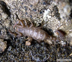 Serradigitus gertschi