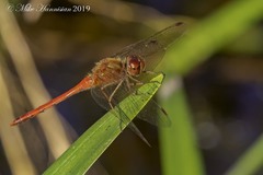 Sympetrum vicinum