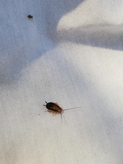 Chorisoneura texensis