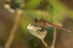 Sympetrum vicinum