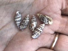 Maculotriton serriale