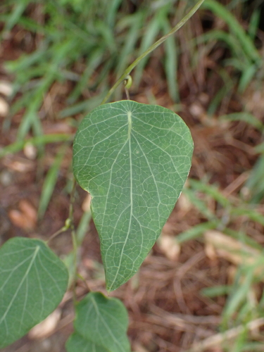 Cyclea hypoglauca observed 2025-08-20