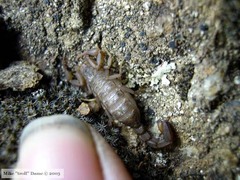 Serradigitus gertschi