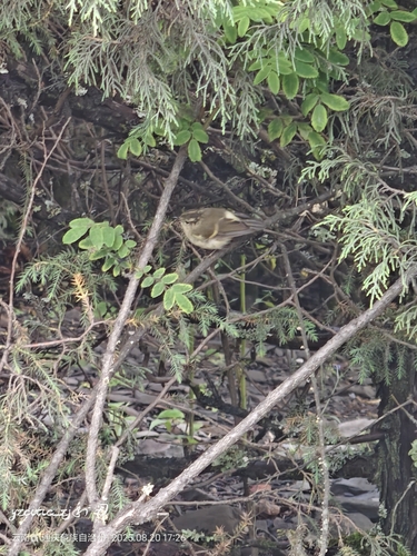 Buff-barred Warbler