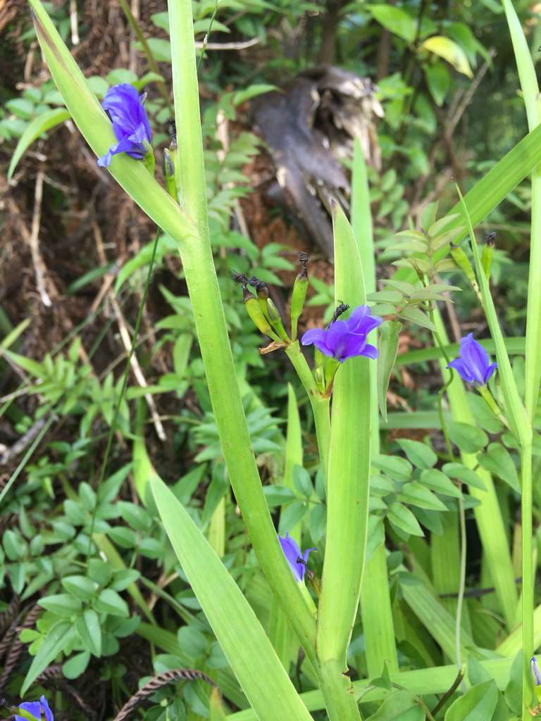 Blue cornlily from 1325 Hartland Place, Welbourn, Taranaki, NZ on