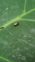 Trigonidiinae