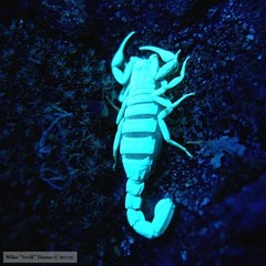 Serradigitus gertschi