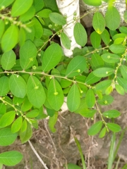 Phyllanthus niruri
