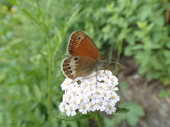 Coenonympha gardetta darwiniana