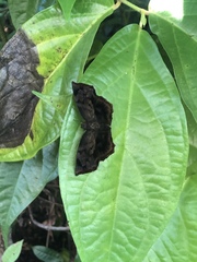 Achlyodes busirus heros