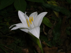 Zephyranthes atamasco