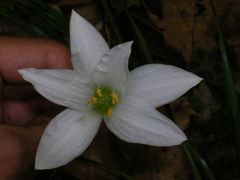 Zephyranthes atamasco