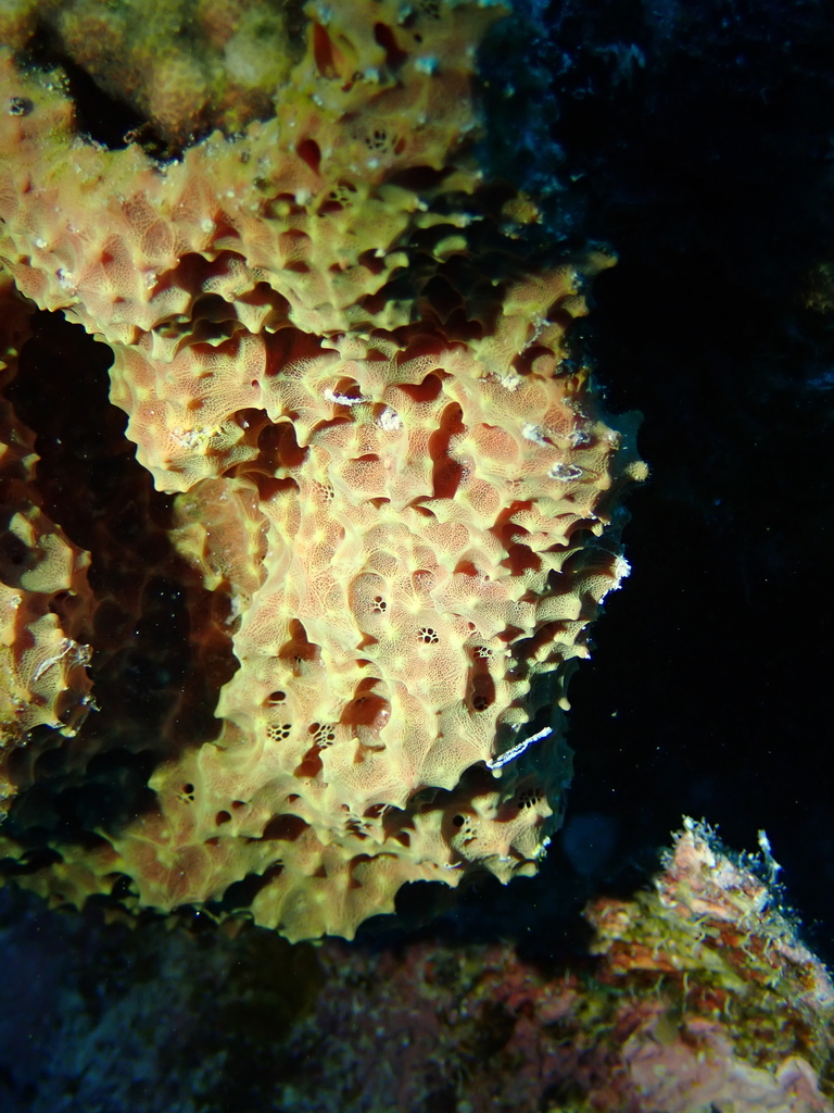 Anomoianthella rubra