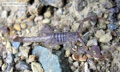 Serradigitus gertschi