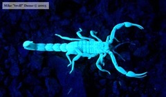 Serradigitus gertschi