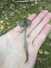Tephrocybe rancida
