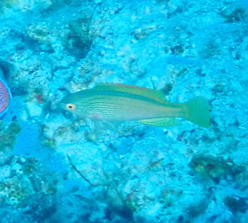 Cirrhilabrus lineatus observed 2025-08-20