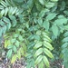 Japanese Mahonia - Photo (c) C Ross, some rights reserved (CC BY-NC), uploaded by C Ross