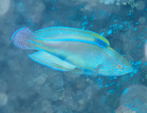 Cirrhilabrus lineatus observed 2025-08-20