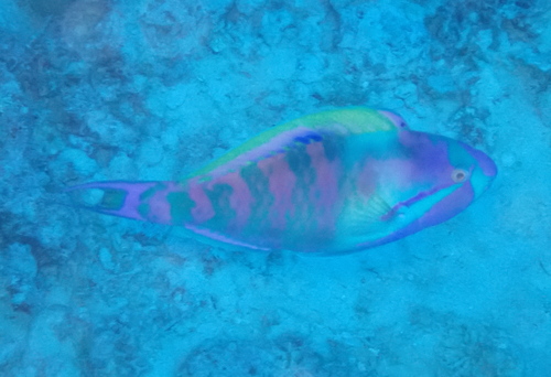 Scarus longipinnis observed 2025-08-20