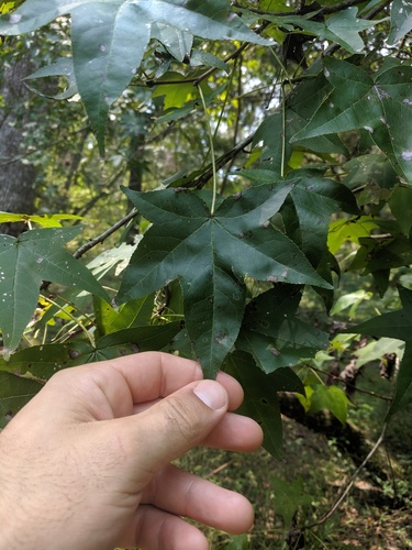 Liquidambar image