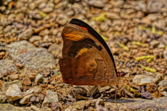 Catonephele numilia esite