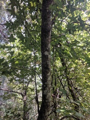 Liquidambar styraciflua image