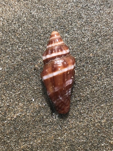 Vexillum rugosum observed 2025-08-20