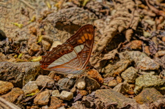 Adelpha pithys