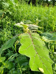 Solanum pseudolulo