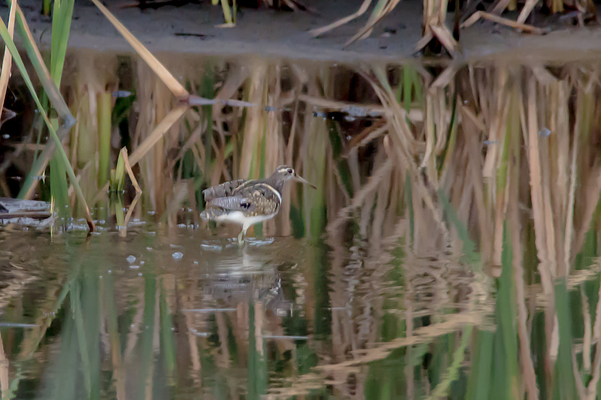 Australian Painted-Snipe illustration