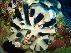 Cladopsammia gracilis