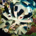 Cladopsammia gracilis