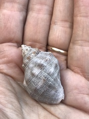 Stramonita biserialis