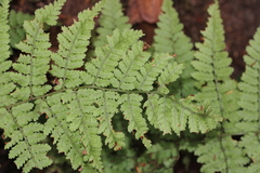 Dryopteris guanchica, photograph (c) Javier Sánchez Álvarez, some rights reserved (CC BY)