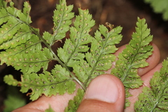 Dryopteris guanchica, photograph (c) Javier Sánchez Álvarez, some rights reserved (CC BY)