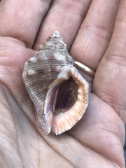 Stramonita biserialis