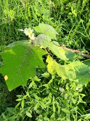 Solanum pseudolulo